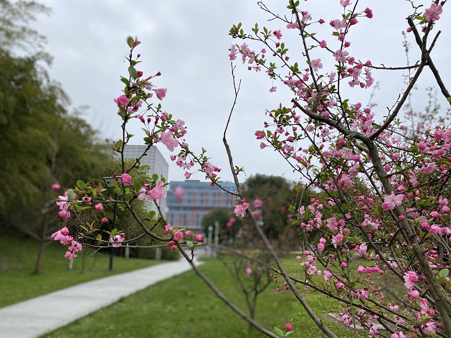 華馳-海棠無香讓春風.jpg